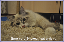 Невские маскарадные вязка