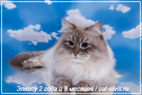 Невские маскарадные вязка