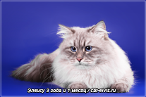 Невские маскарадные вязка
