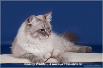Невские маскарадные вязка