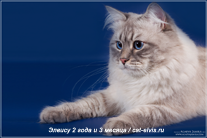 Невские маскарадные вязка