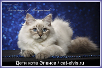 Невские маскарадные вязка