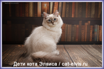 Невские маскарадные вязка