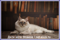 Невские маскарадные вязка