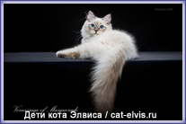 Невские маскарадные вязка