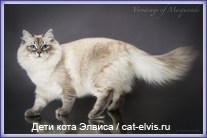 Невские маскарадные вязка