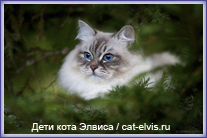 Невские маскарадные вязка