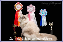 Невские маскарадные вязка