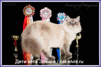 Невские маскарадные вязка
