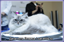 Невские маскарадные вязка