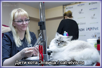 Невские маскарадные вязка