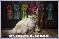 Невские маскарадные вязка