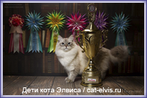 Невские маскарадные вязка