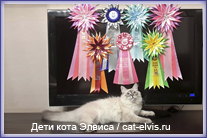 Невские маскарадные вязка