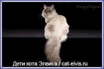 Невские маскарадные вязка