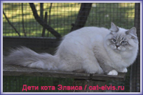 Невские маскарадные вязка