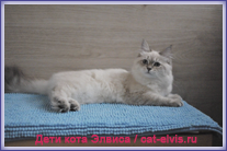 Невские маскарадные вязка