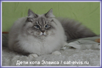 Невские маскарадные вязка