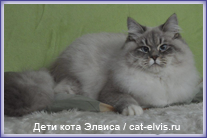 Невские маскарадные вязка
