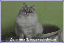 Невские маскарадные вязка