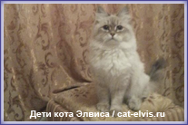 Невские маскарадные вязка