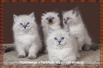Невские маскарадные вязка