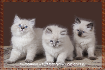 Невские маскарадные вязка
