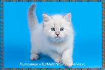 Невские маскарадные вязка