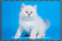 Невские маскарадные вязка