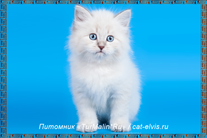 Невские маскарадные вязка