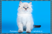 Невские маскарадные вязка