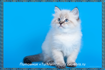 Невские маскарадные вязка
