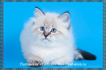 Невские маскарадные вязка