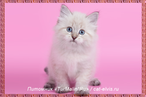 Невские маскарадные вязка