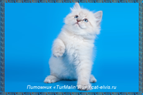 Невские маскарадные вязка