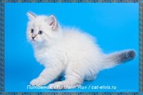 Невские маскарадные вязка
