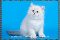 Невские маскарадные вязка