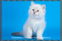 Невские маскарадные вязка