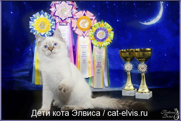 Невские маскарадные вязка