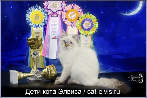 Невские маскарадные вязка