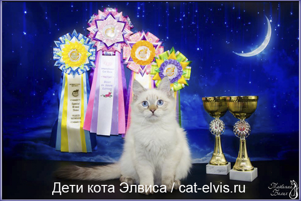 Невские маскарадные вязка