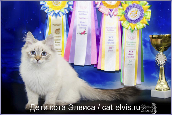 Невские маскарадные вязка