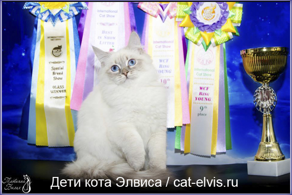 Невские маскарадные вязка
