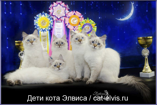 Невские маскарадные вязка