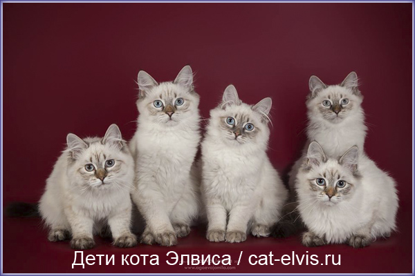 Невские маскарадные вязка