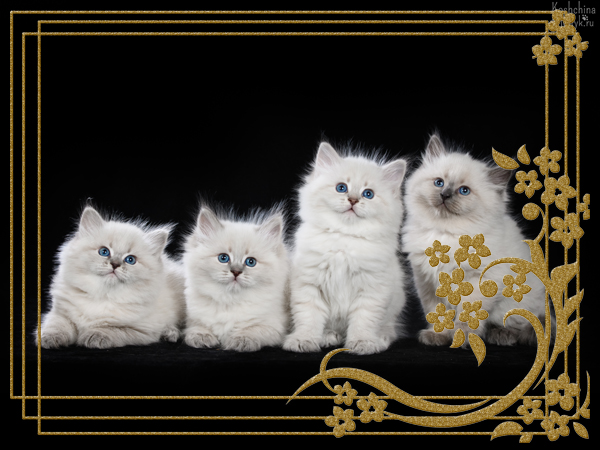 Фото котят Христофора