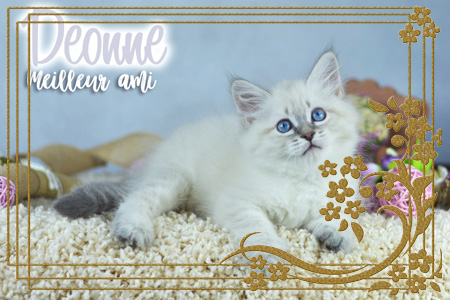 Фото котят Питомника «Heaven TurMalin*Ru»