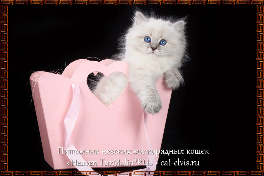 Невские маскарадные вязка