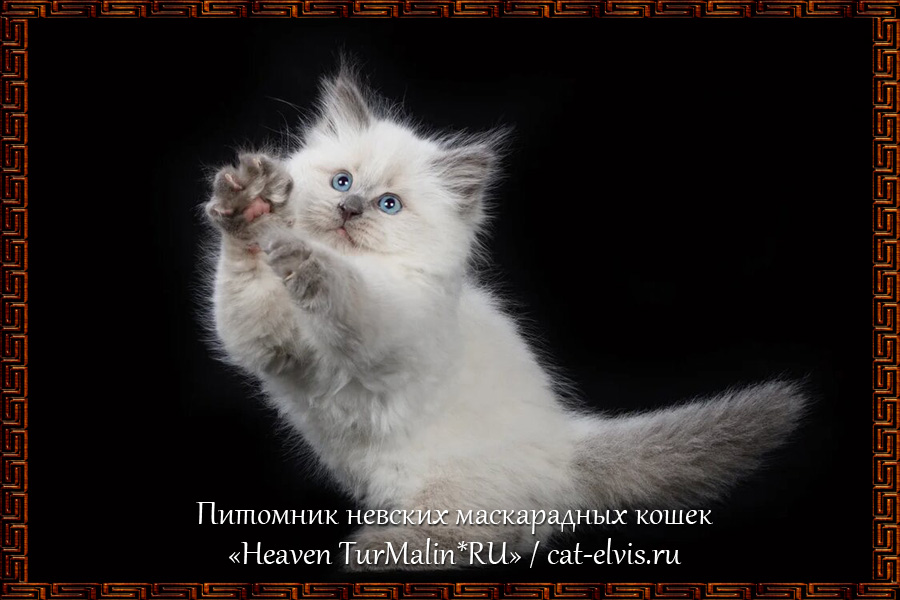 Невские маскарадные вязка