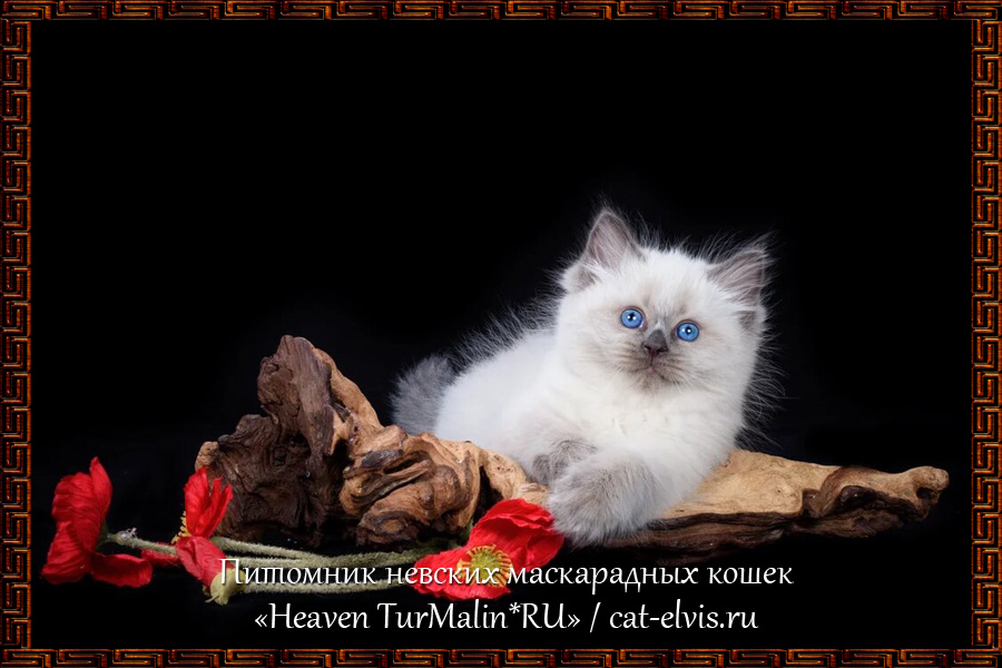 Невские маскарадные вязка